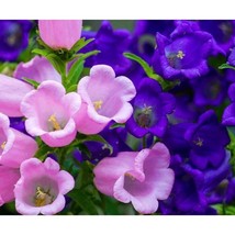 Fresh Seeds Canterbury Bells Mixed Colors - £10.28 GBP