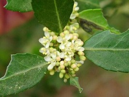 New Fresh Seeds Ilex Vomitoria Weeping Yaupon Holly Pendula 20 Seeds - £16.00 GBP