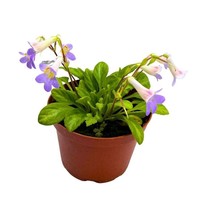 Joann Martinez Gesneriad Primulina, 6 inch, Joanne, Jo Anne, Flowering Indoor Ch - $37.18