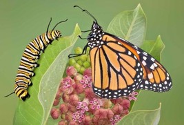 FA Store 51 Common Milkweed Seeds Native Wildflower Flower Heat Cold - $9.35