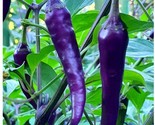 Purple Cayenne Pepper Seeds 40 Seeds  RareHot &amp; Spicy Non Gmo Fast Shipping - $8.99