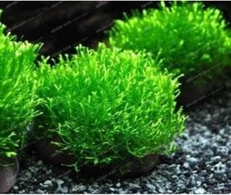 SL Mini-Leaf Grass Water Aquatic Plants - $6.91