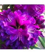 NEW 50 Pcs-Bitter Leaf Seeds-Vernonia Amygdalina-V023-Highly Useful and ... - $7.99