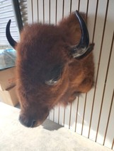 Real Buffalo / Shoulder Taxidermy Mount (you Get One Pictured) - $1,250.00