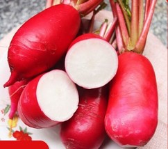 Grow In US 500 China Rose Radish seeds Red Daikon Winter Radish Microgreens Spro - £7.18 GBP
