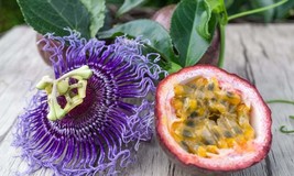 10 Maypop Purple Passion (Passiflora Incarnata) Seeds, Fruits Plant - $8.99
