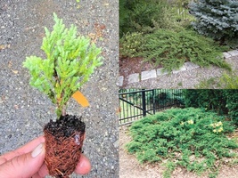 Starter Plant ( SM ) ( 1 live plant ) Green Sargent Spreading Juniper - $25.98
