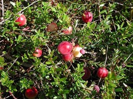 Cranberry American 50 Seeds Heirloom Fruit Tart And Tangy Berries Fresh - £14.09 GBP