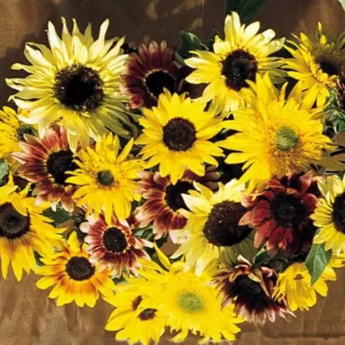 25 Seeds Sunflower Monet&#39;s Palette Mix - £7.55 GBP