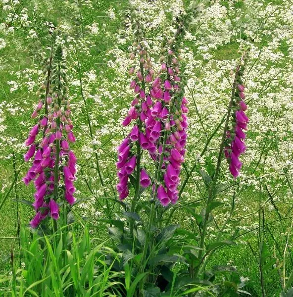 US Seller Digitalis Purpurea Purple Foxglove 50 Seeds - £23.23 GBP