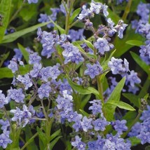 Chinese Forget Me Not Flowers Cynoglossum Amabile 500 Seeds Annual Flowers - £6.15 GBP