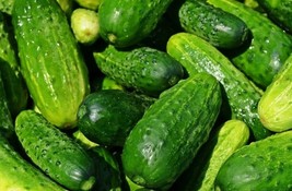 KKG 50 Cucumber Seeds Spacemaster Compact Crawling All Over The Fence Fr... - $147.06 MXN