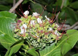 5 Pc Seeds Intsia Bijuga Plant, Moluccan Ironwood Flower Seeds for Planting | RK - £20.31 GBP