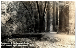 Entrance to Cathedral Grove Muir Woods Monument California RPPC Postcard - £11.81 GBP
