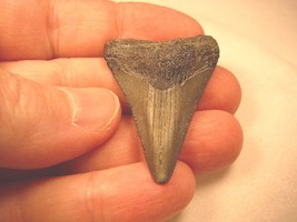 (S-229-P) 1-5/8&quot; Fossil Megalodon Shark Tooth Teeth Jewelry I Love Sharks - £27.08 GBP