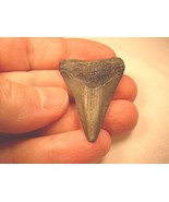 (S-229-P) 1-5/8&quot; Fossil MEGALODON Shark Tooth Teeth JEWELRY I love sharks - £27.03 GBP