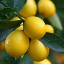 Lakeland Limequat Tree Grafted 3Ft Tall No Ship To Ca Fresh Garden - £113.08 GBP