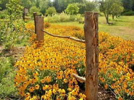 2001+Black Eyed Susan Flower Seeds Perennial Native Wildflower Drought Heat Cold - £7.79 GBP