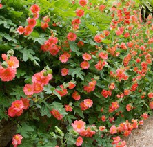 80 Monroe’s Globemallow Seeds, Sphaeralcea munroana, Ornamental Plant - $6.60