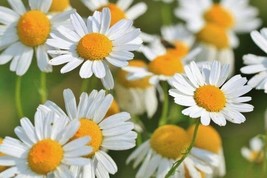 Roman Chamomile Seeds For Planting 500 Seeds-Easy To Grow Herb And Wildflowe Gar - $19.92