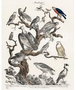 13222.Decor Poster.Home wall.Room vintage art design.Eagles hawks illust... - $23.47 CAD+