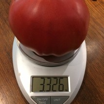 Big Zac World Record Largest Tomato Fresh Garden USA Shipping - £9.73 GBP