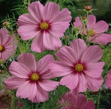 Cosmos Pinkie Flower Seeds Fresh Garden - £9.01 GBP