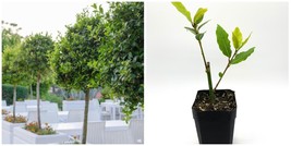Bay Leaf Tree - 5-7&quot; Live Plant - 2&quot; Pot - Sweet Bay Laurel, Laurus nobilis - H0 - £74.95 GBP