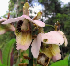 Eulophia horsfallii Orchid - £3.50 GBP