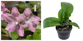 USA SELLER 2.5&quot; Pot Hototogisu Streptocarpus Live Rooted Plant - £40.06 GBP