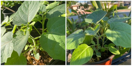 Heirloom Traditional Medicinal Peru golden/Gooseberry (6-8&quot; live plant) ... - £39.17 GBP