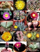 30 Seeds Color Pleiospilos Mix Succulent Cactus Mixed Living Stones Rock... - £14.18 GBP