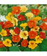 20 Seeds Jewel Mix Nasturtium Flower  Heirloom Non-GMO Fresh Garden - £6.97 GBP