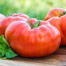 Te L Red Brandywine Tomato Seeds 100 Ct Vegetable Heirloom NON-GMO - £5.41 GBP