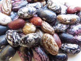 Quail Dry Bean - fabulous array of patterns and colors in a vigorous bus... - £4.10 GBP