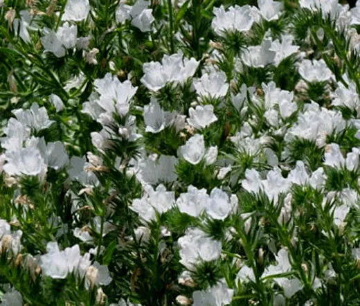 4 Fushia Magenta Desert Rose Adenium Obesum Flower Exotic Seed - £8.86 GBP