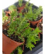 Crassula Schimperi - Lizard’s Tail Plant - Full Sun Drought Tolerent Suc... - $90.84 MXN