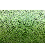 500 Live Duckweed Plants (LEMNA Minor) - €12,16 EUR