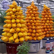 Solanum Mammosum Yellow Nipple Fruit Seeds 16 Seeds Ornamenatal Edible Titty Fru - $20.00