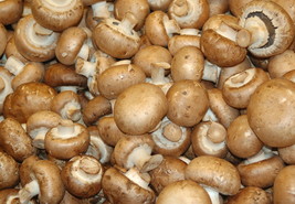 28gr/1(oz.) BROWN-BUTTON- mushrooms/ for GROWING on COFFEE GROUNDS or SU... - $11.99