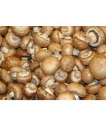 28gr/1(oz.) BROWN-BUTTON- mushrooms/ for GROWING on COFFEE GROUNDS or SU... - $11.99