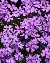 100 Purple Beauty Moss Phlox Seeds Planting Fresh Seeds - $9.86
