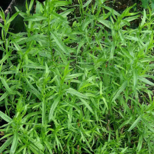 Fresh Russian Tarragon Seeds Herb Seeds - £5.83 GBP