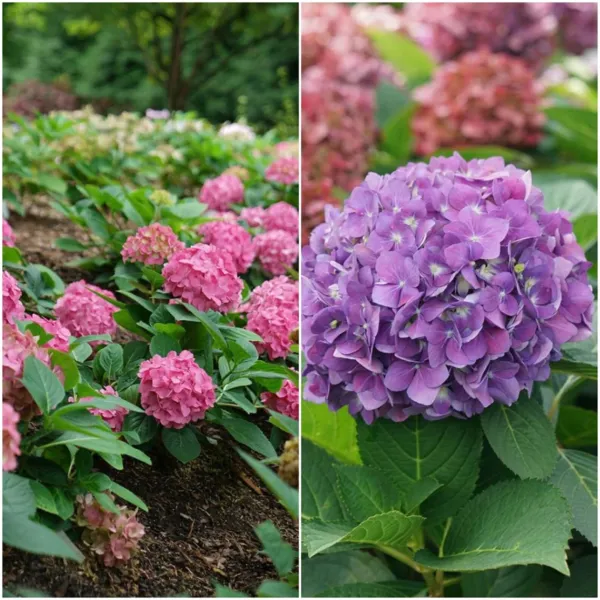 Lets Dance Arriba Hydrangea Starter Plant Blooms From Violet To Cranberry Garden - £42.44 GBP