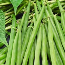 Greencrop Bush Bean Seeds NON-GMO Heirloom Fresh Garden Seeds - £7.71 GBP