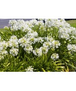 25 White Lily Of The Nile Agapanthus Orientalis African Lily Bulk Seeds - $11.75