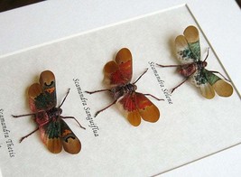 Trio Real Colorful Lanternfly Scamandra Entomology Collectible Framed In... - $97.99