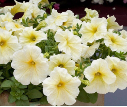 Easy To Grow Seed - 10 Seeds Petunia Prism Sunshine Pelleted - £3.18 GBP