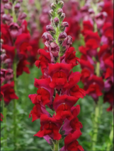 Tall Dark Red Snapdragon Seeds - 500 Seeds Easy To Grow Seed - £4.78 GBP