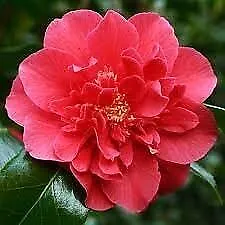 Camellia Japonica Laura Walker Extra Large 3 Gallon Plants Red &amp; White - $104.69
